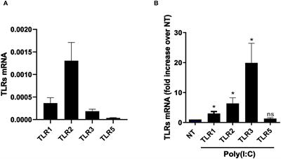 Mechanisms of mesothelial cell response to viral infections: HDAC1-3 inhibition blocks poly(I:C)-induced type I interferon response and modulates the mesenchymal/inflammatory phenotype